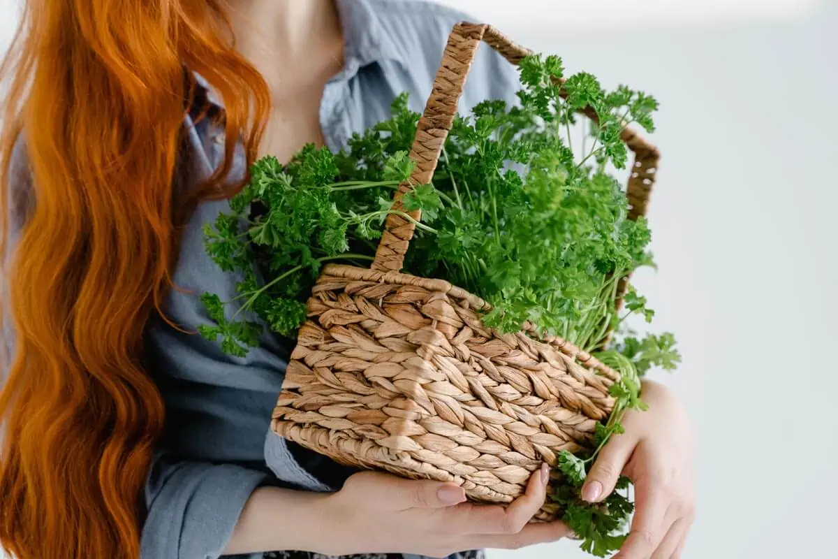 A Person with Long Hair Holding Woven Basket with a Bunch of Parsley