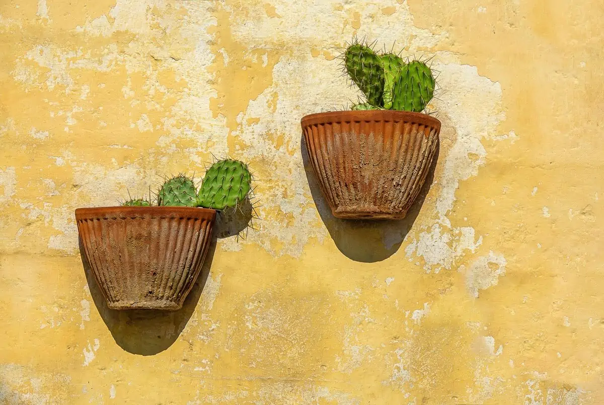 Green Cacti in Brown Clay Pots