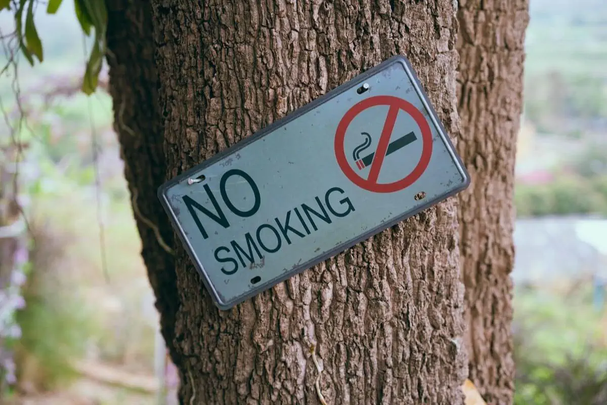 A No Smoking Signage on a Tree