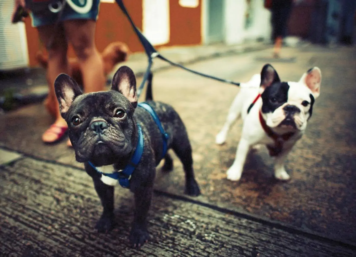 Young french bulldogs with leashes walking on steet side
