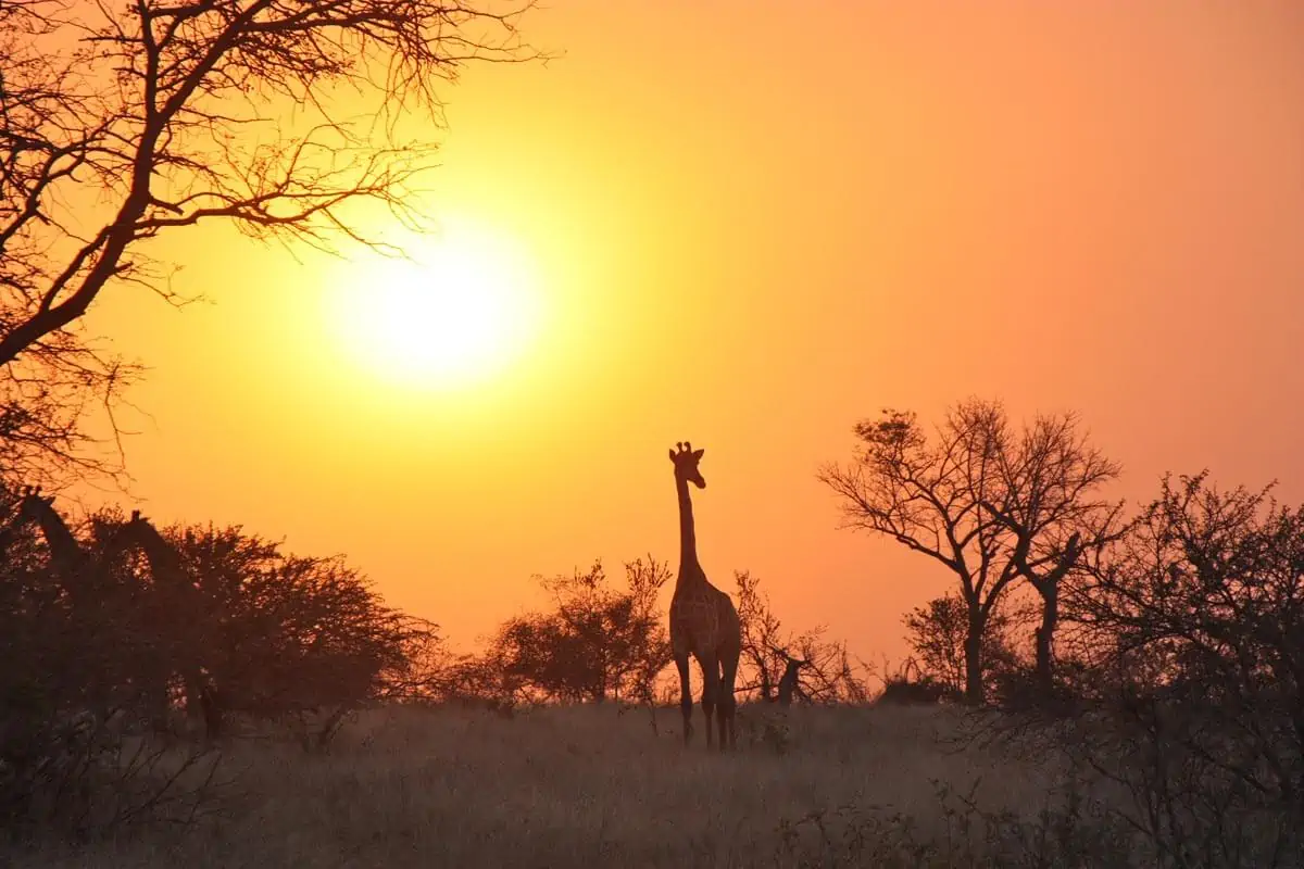 Giraffe walking under sunset