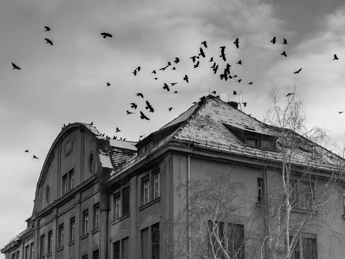 old house with black birds