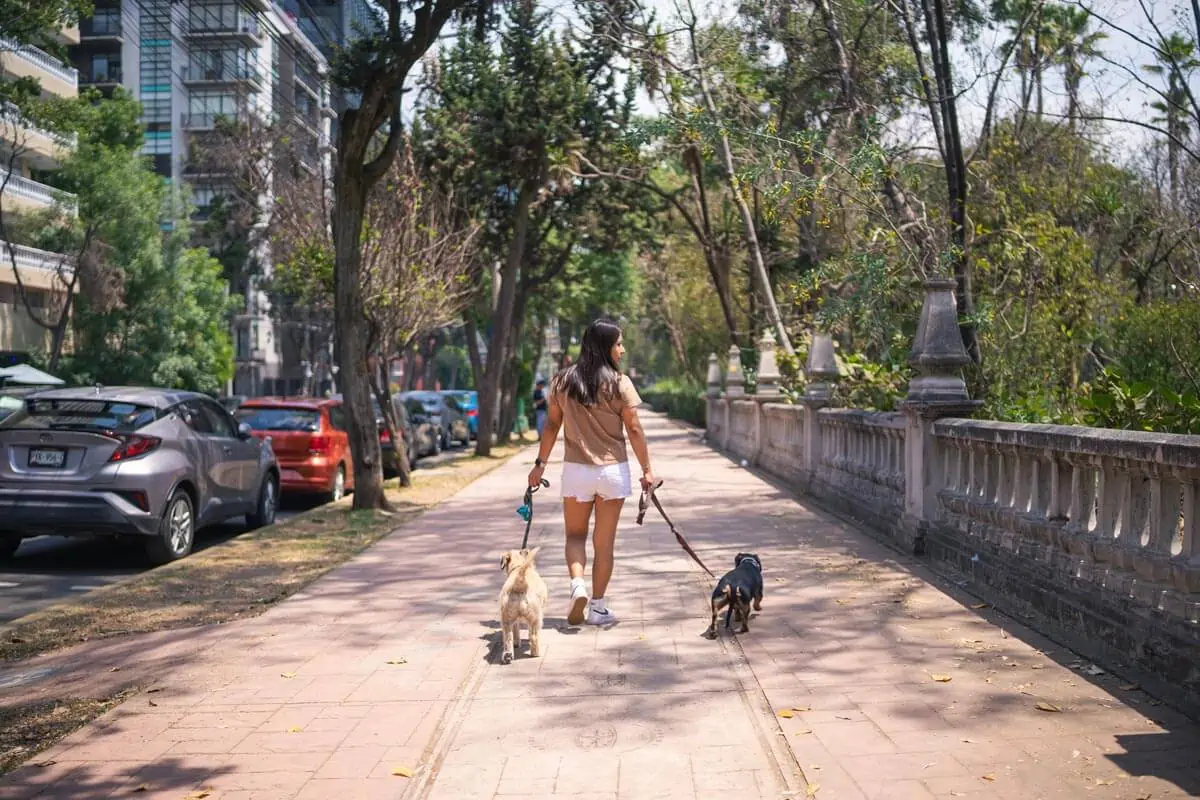 woman taking dogs out on a walk