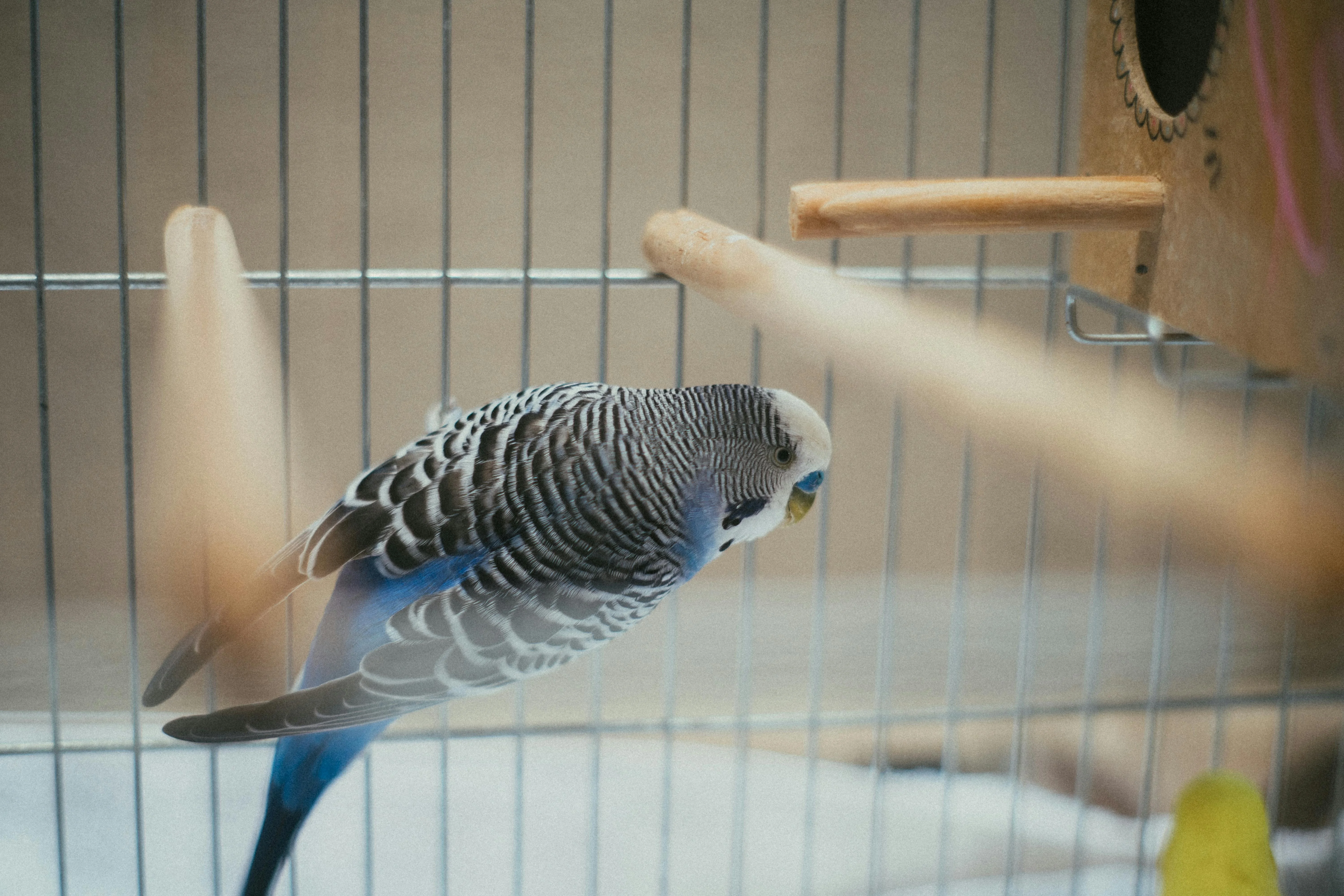 blue and white bird inside a cage