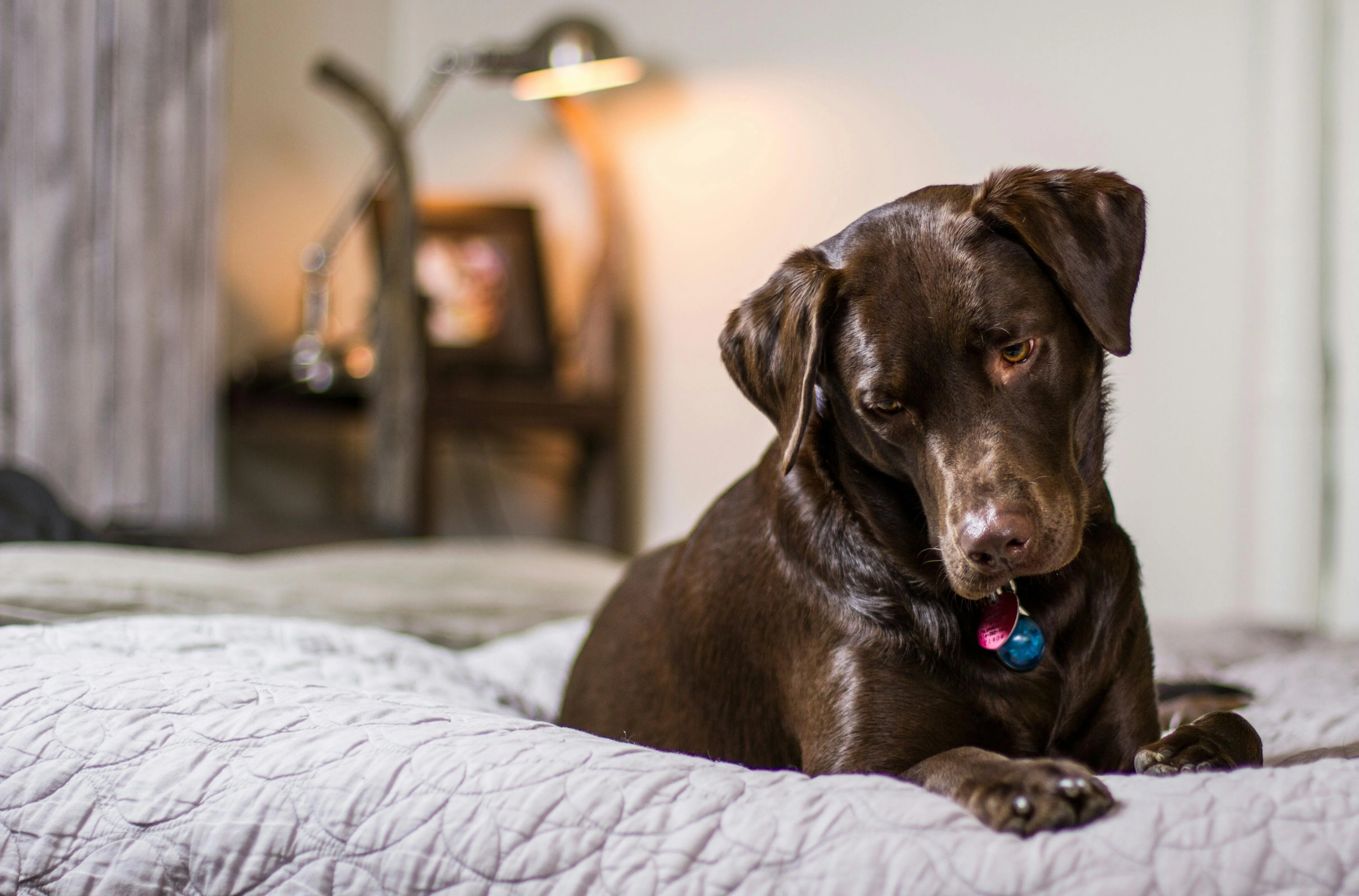 close up of dog relaxing on bed