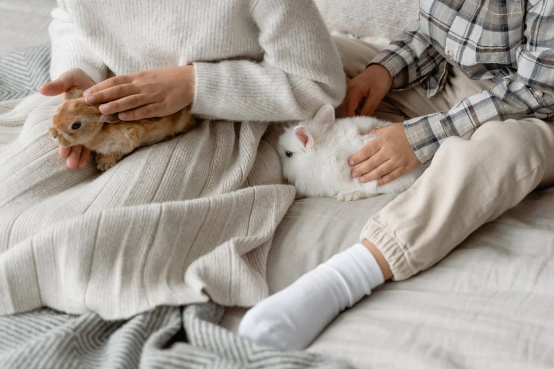 close-up photo of bunnies being petted by children