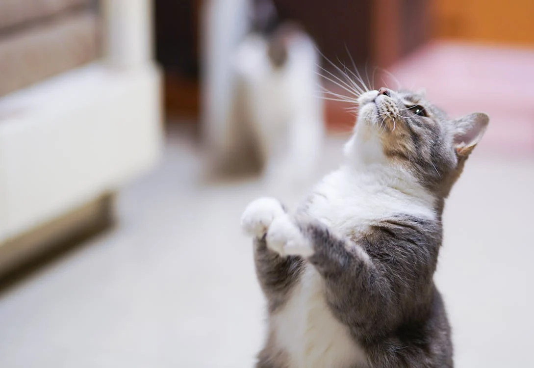 close up photo of cat looking up