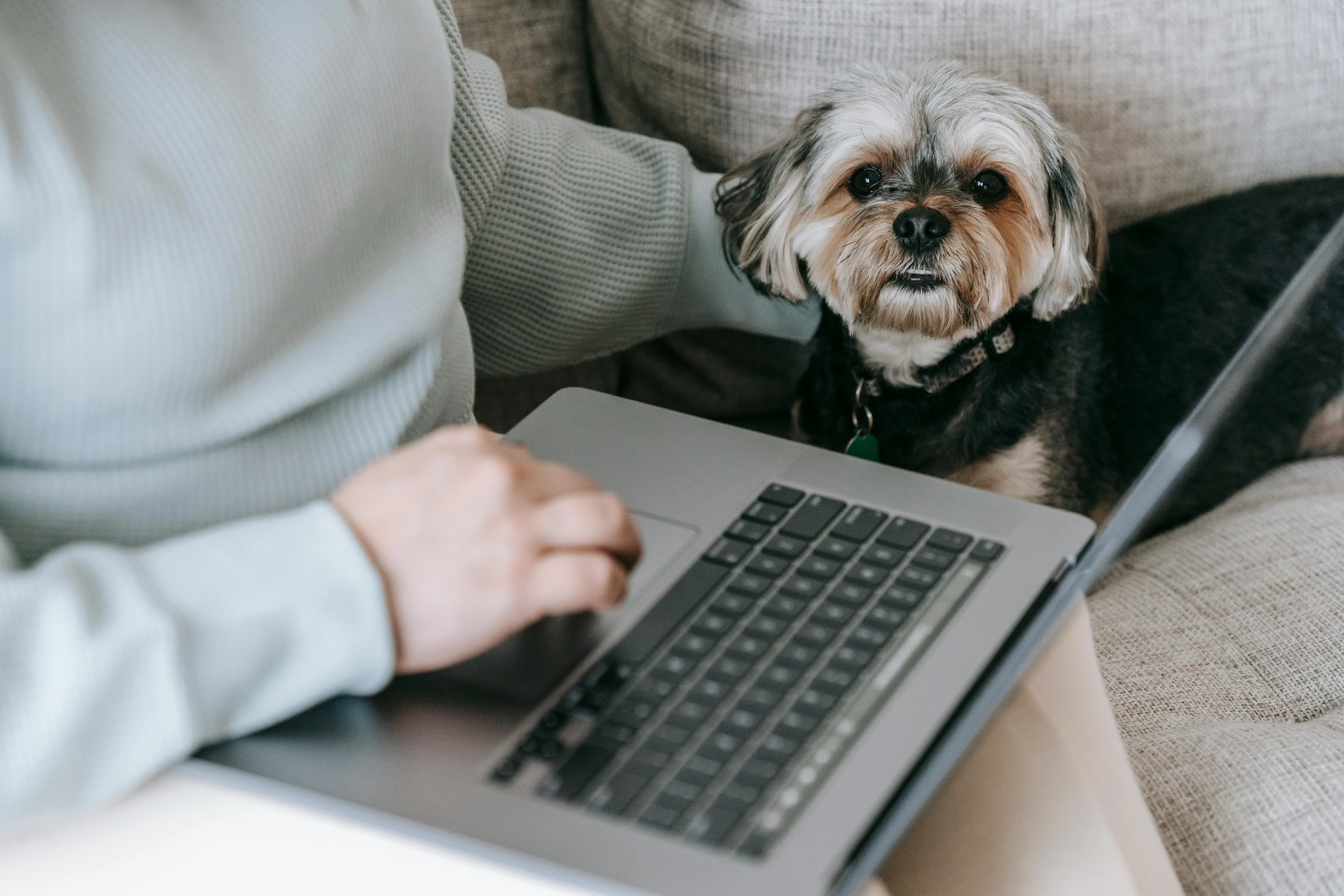 dog sitting on sofa near woman working on laptop