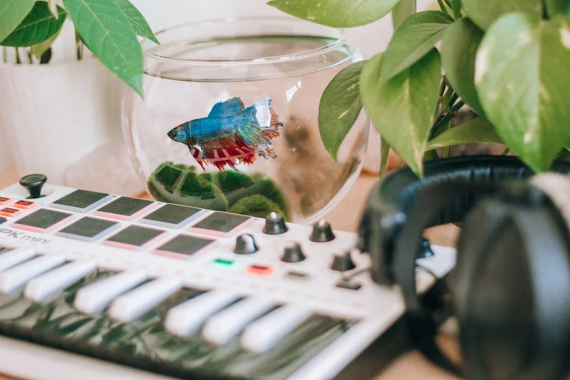 pet fish on a fishbowl