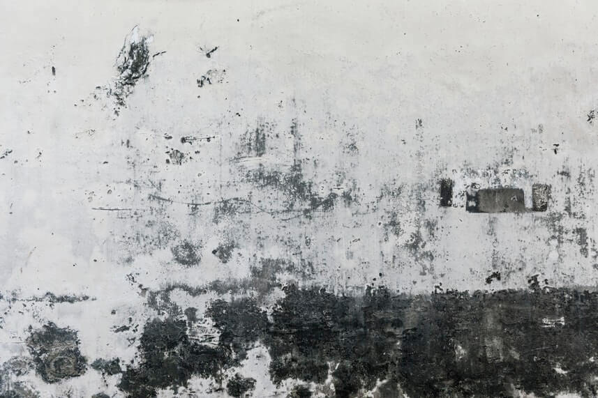 Renting Horror Stories Mold Forming on Walls