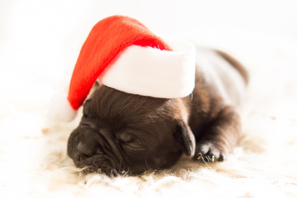 Christmas Pet Party ideas