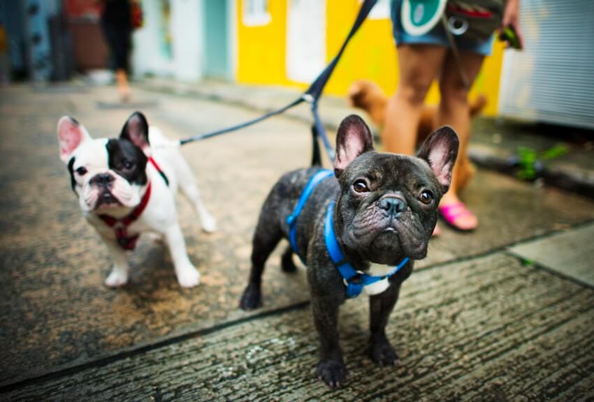 itinerary panagbenga pets on parade