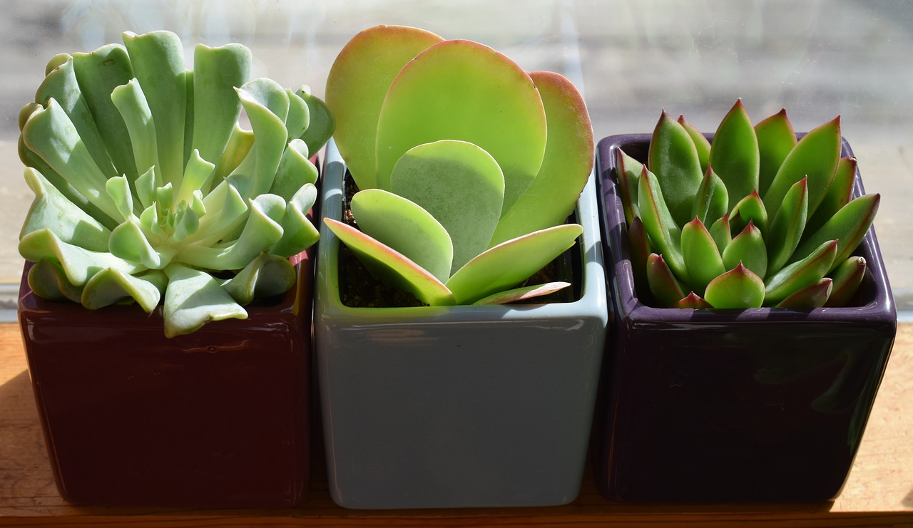 succulent trio plants